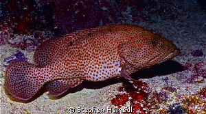 Strawberry Grouper by Stephen Hamedl 